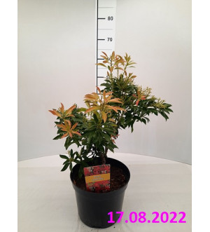 Pieris jap. 'Forest Flame' C 5 L